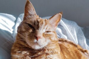 8 foto di gatti che provano una certa antipatia per gli scatti fotografici improvvisi