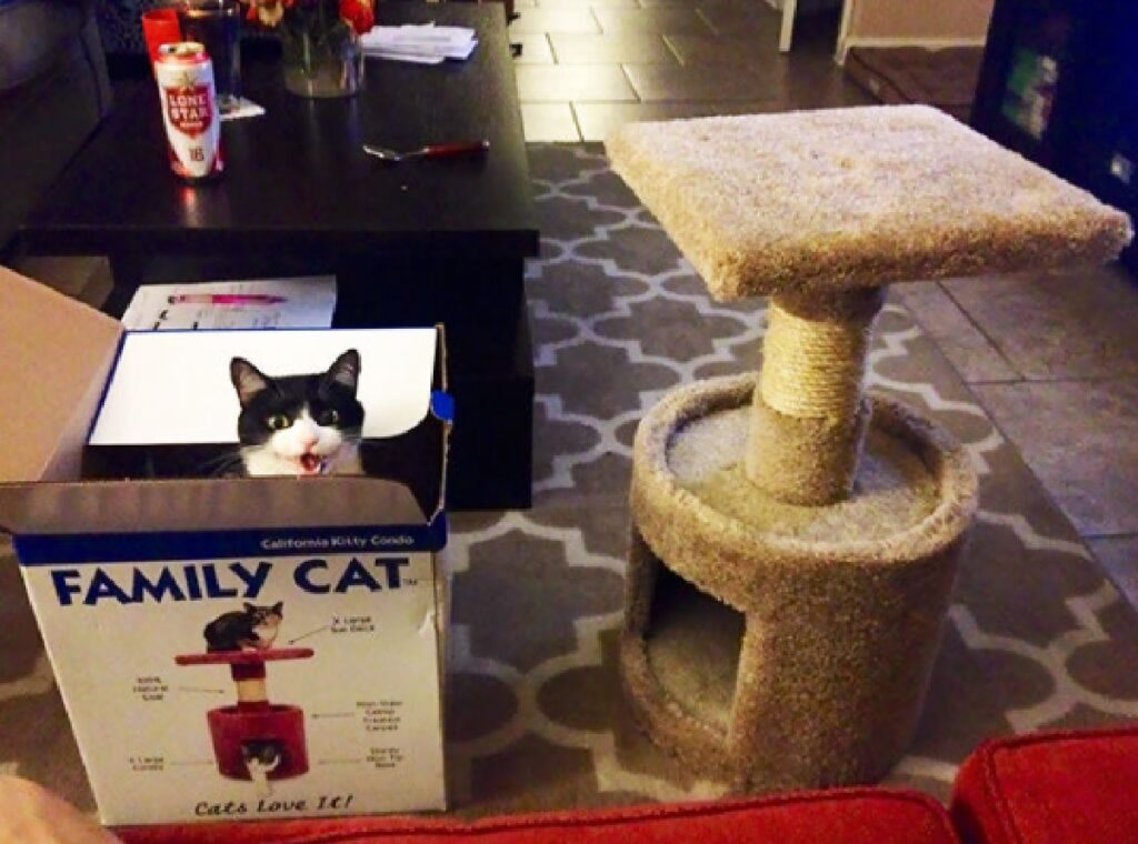 gatto preferisce scatola 