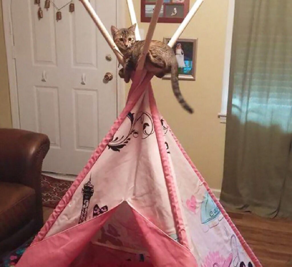 gatto su tenda indiani 