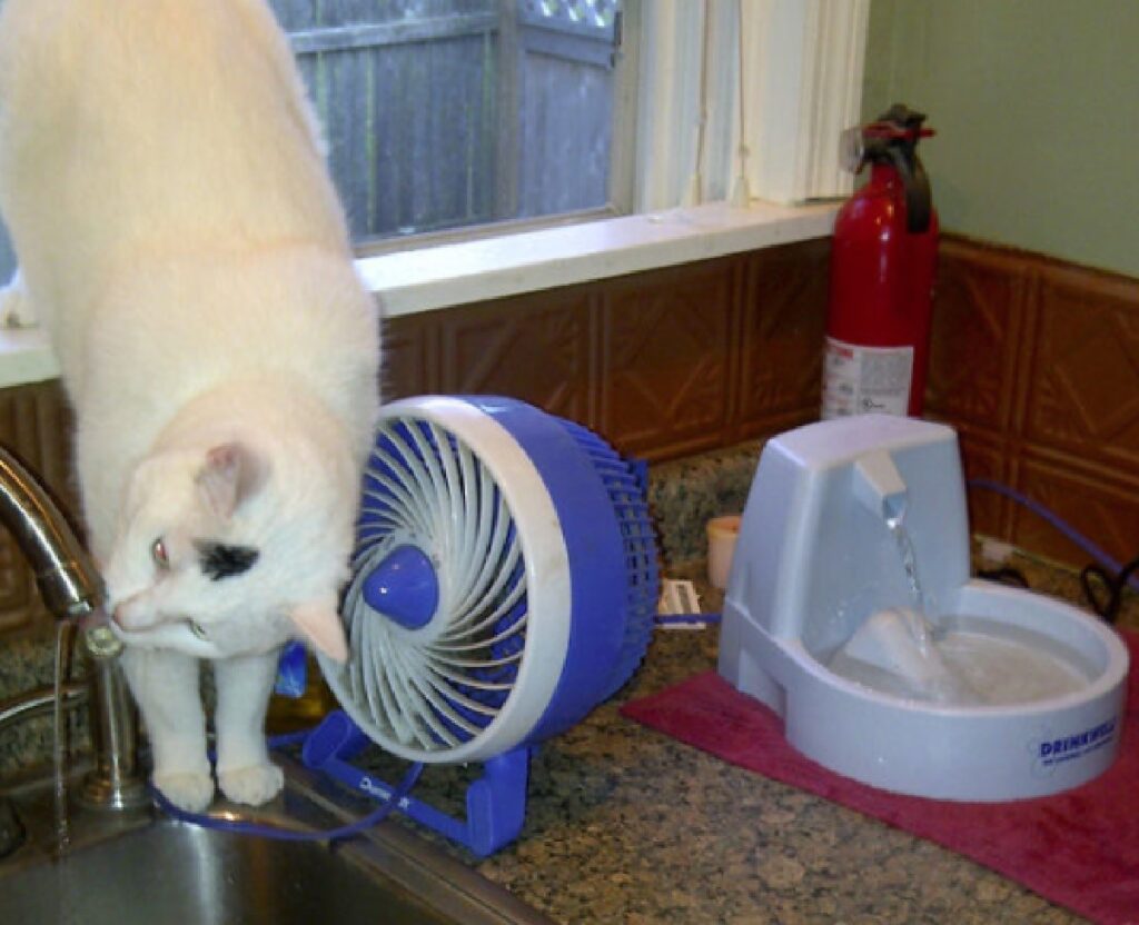gatto scende acqua da rubinetto 
