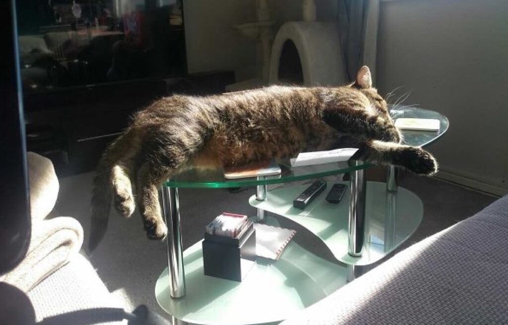 gatto su tavolo di vetro 