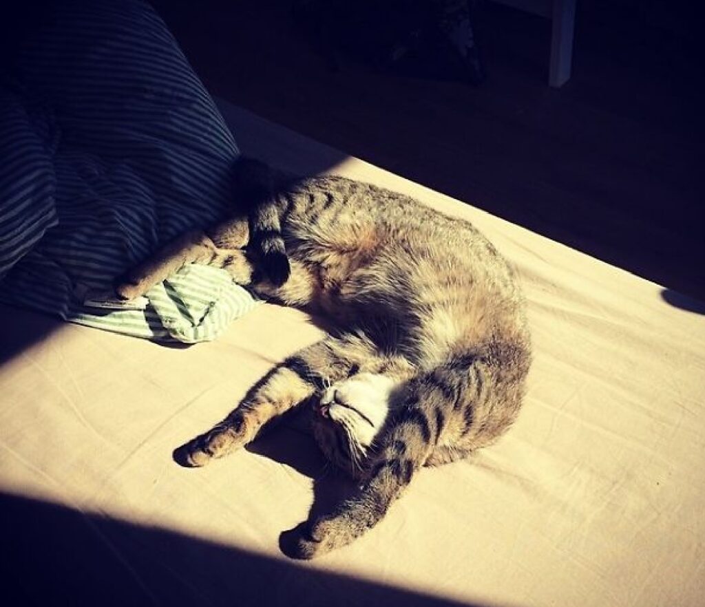 gatto raggi di sole su corpo 