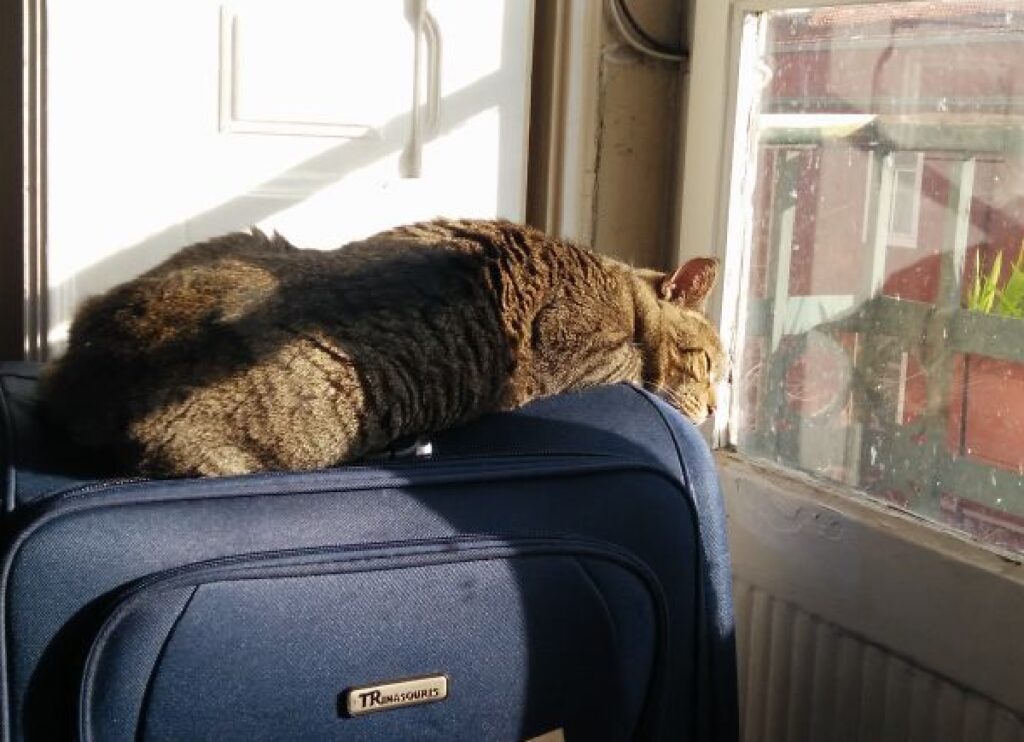 gatto soriano su valigia 