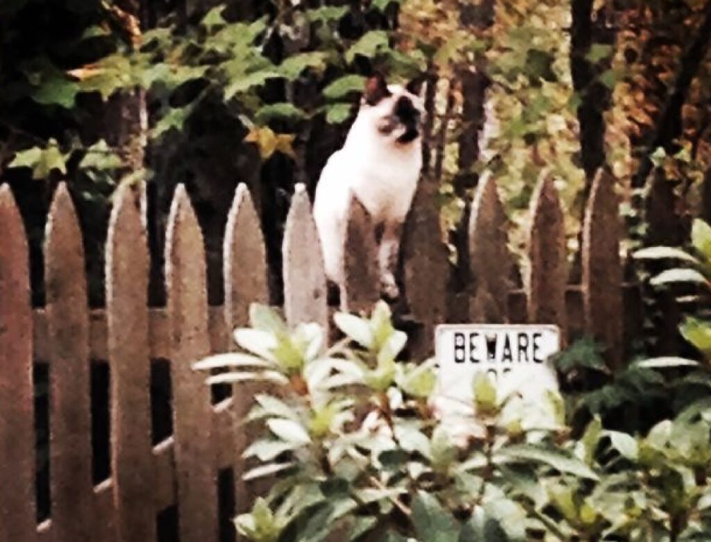 gatto siamese su staccionata