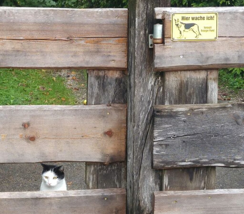 gatto avviso giallo in alto 