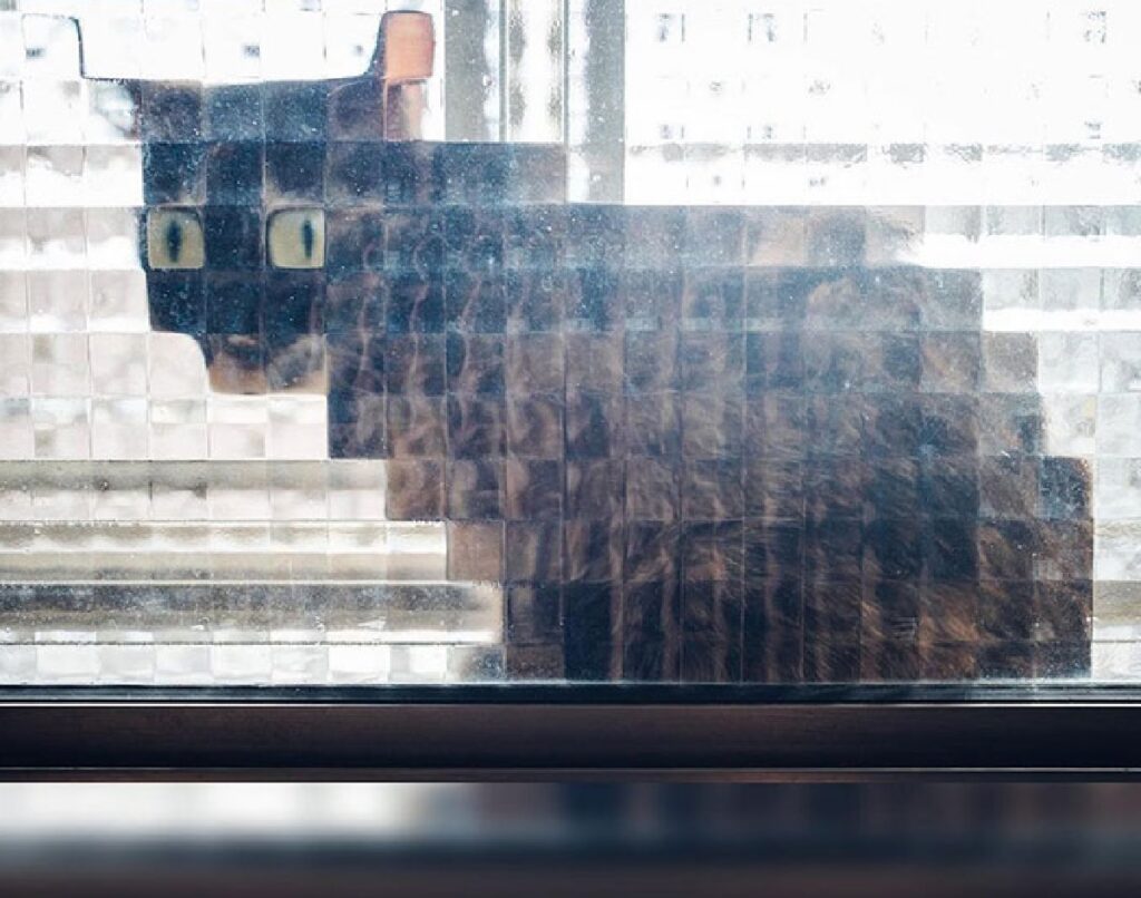 gatto vetrata lo fa sembrare geometrico 