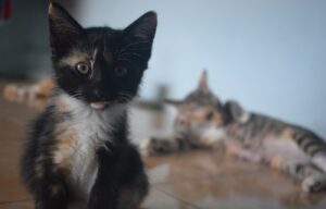 8 foto di gatti davanti ai quali ci resta solamente che sorridere ed annuire