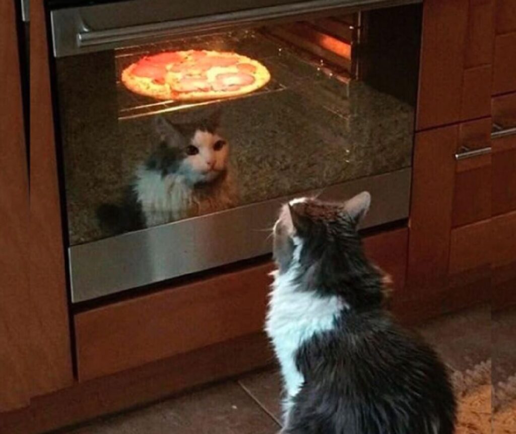 micio osserva la pizza 
