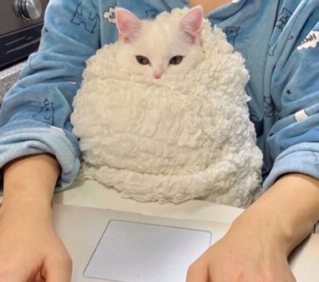 gatto sommerso da coperte