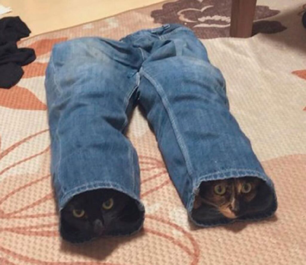coppia di gatti rubano jeans