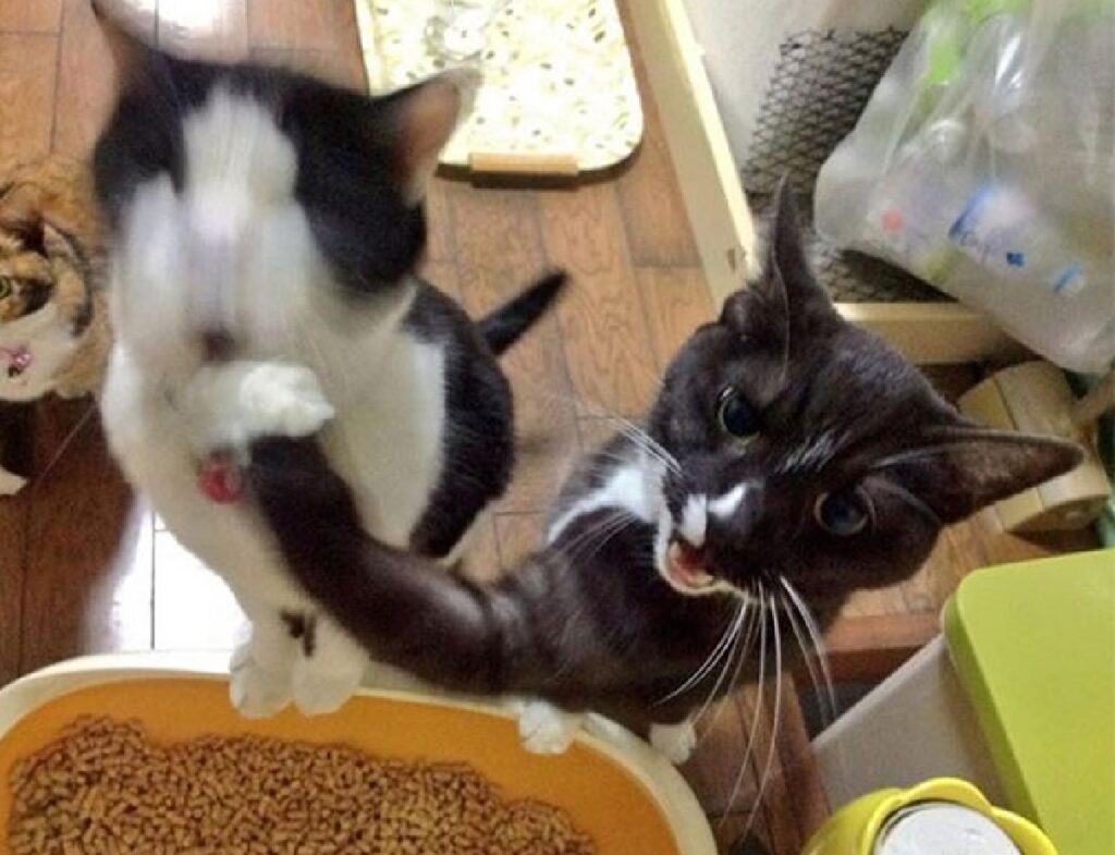 gatto impedisce all'altro cibo 