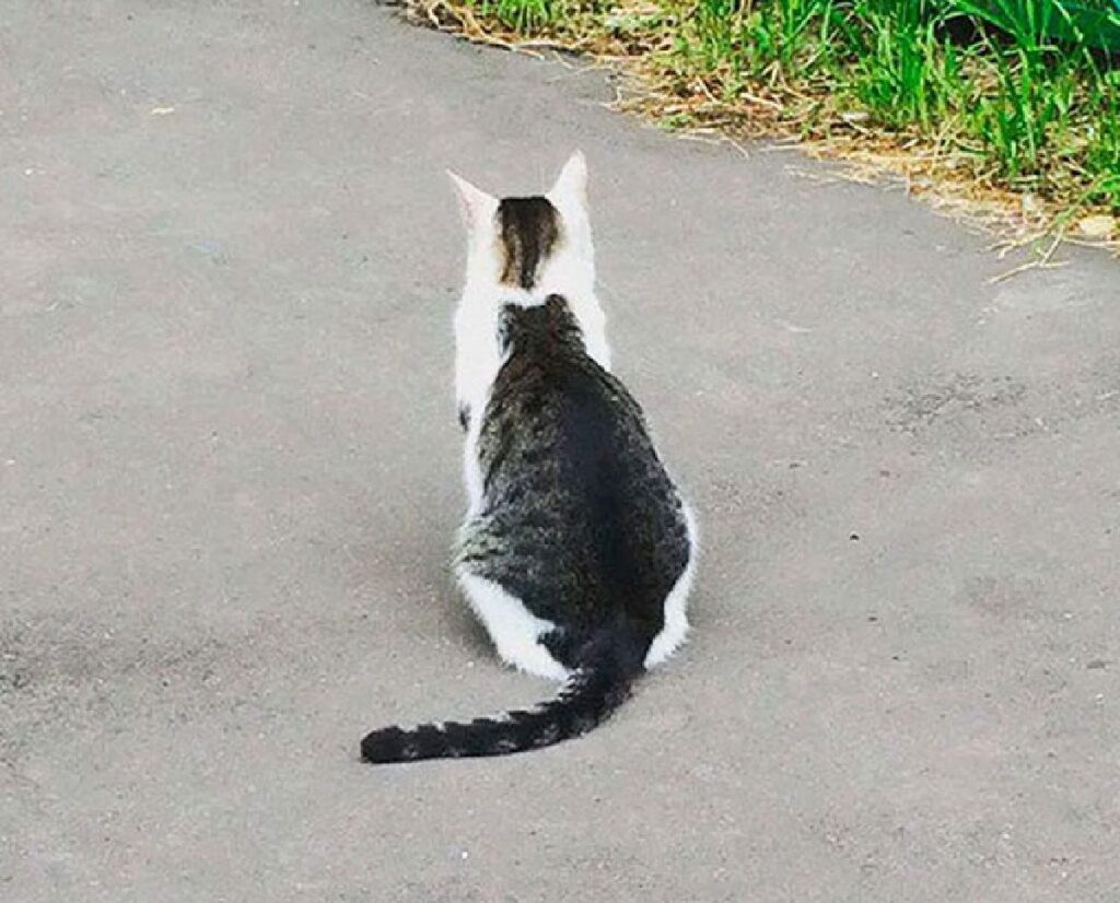 gatto forma micio su schiena