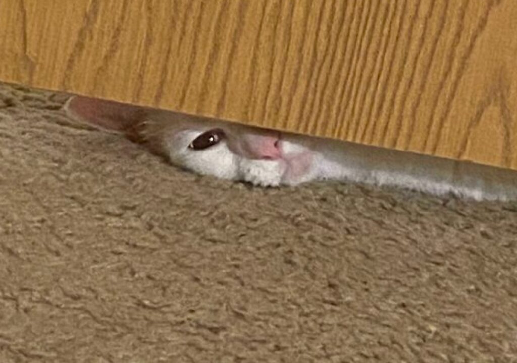 gatto sotto porta 