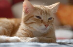 8 foto di gatti malfunzionanti che non sanno come affrontare situazioni all’apparenza semplici