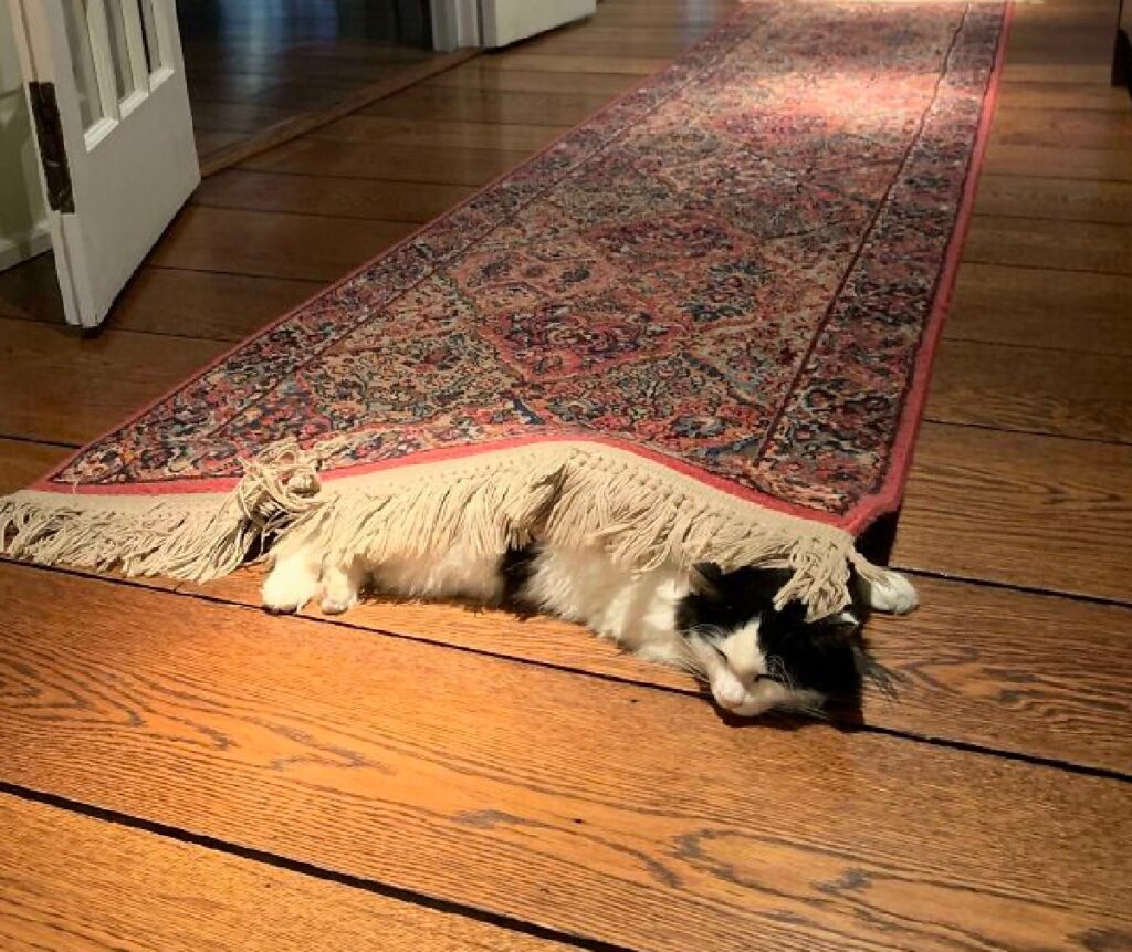 gatto dorme sotto tappeto 