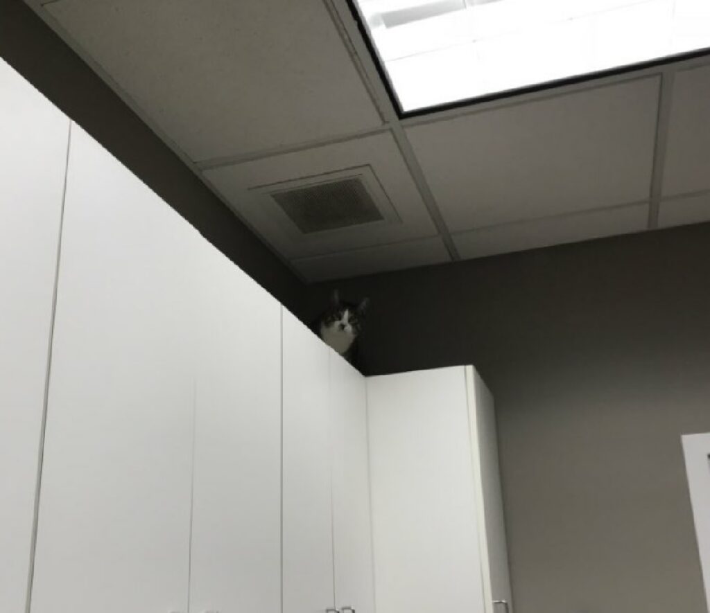 gatto nascosto su armadio 