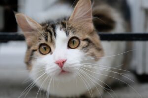 8 foto di gatti ai quali non stanno troppo simpatici i veterinari, comprendere il perché non è difficile