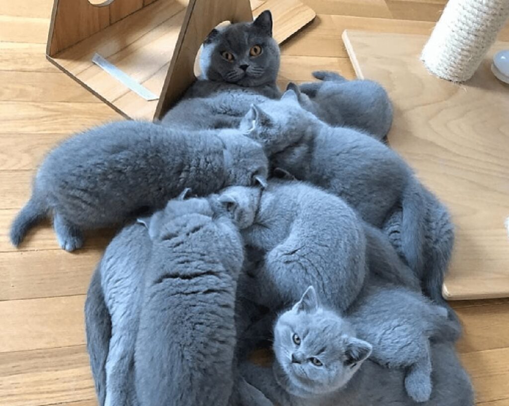 gatti certosini assaliscono mamma