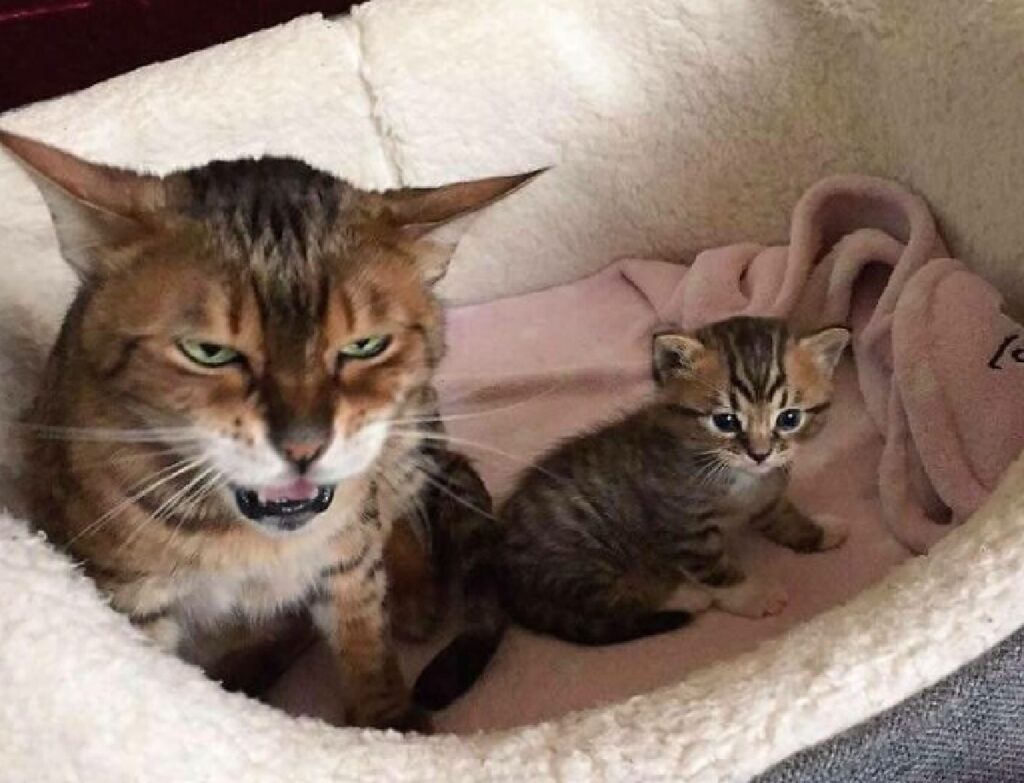 gatto genitore vicino piccolo