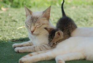 8 foto di gatti che hanno scoperto, con “gioiosa amarezza”, cosa significhi davvero essere un genitore