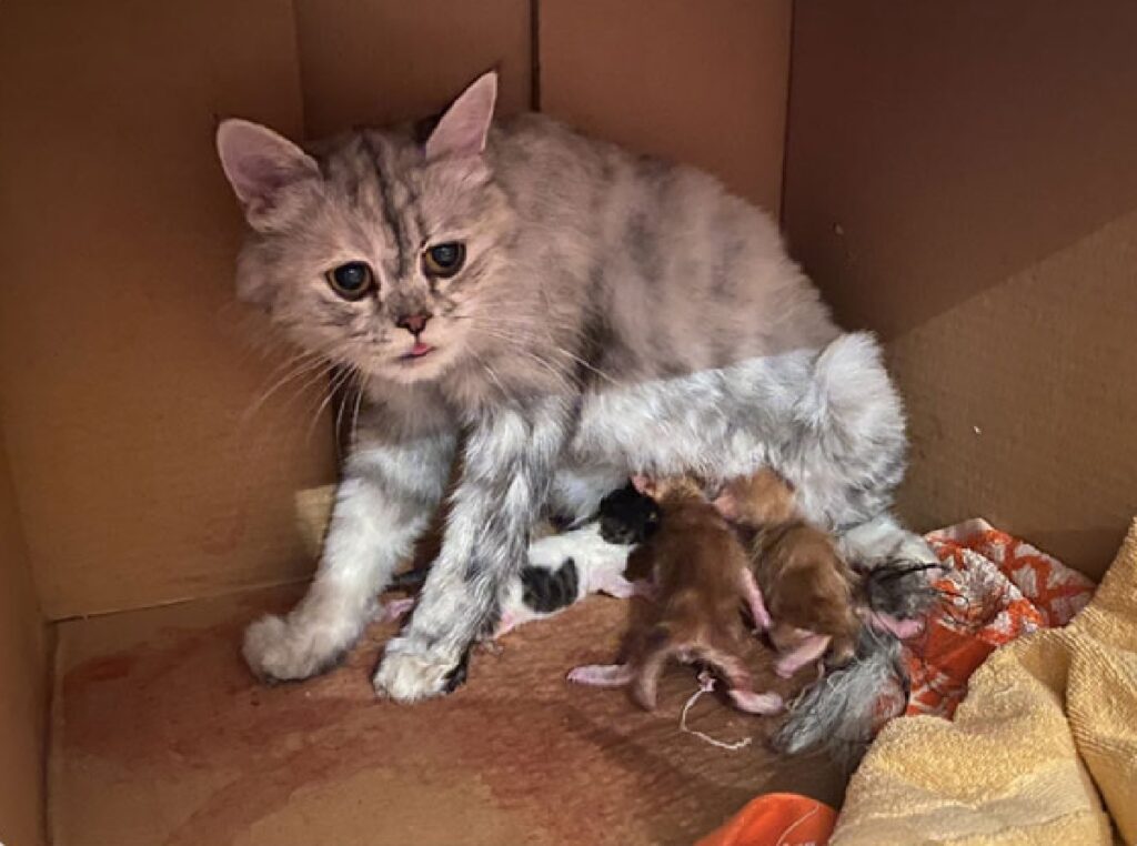 gatto bianco e grigio allatta