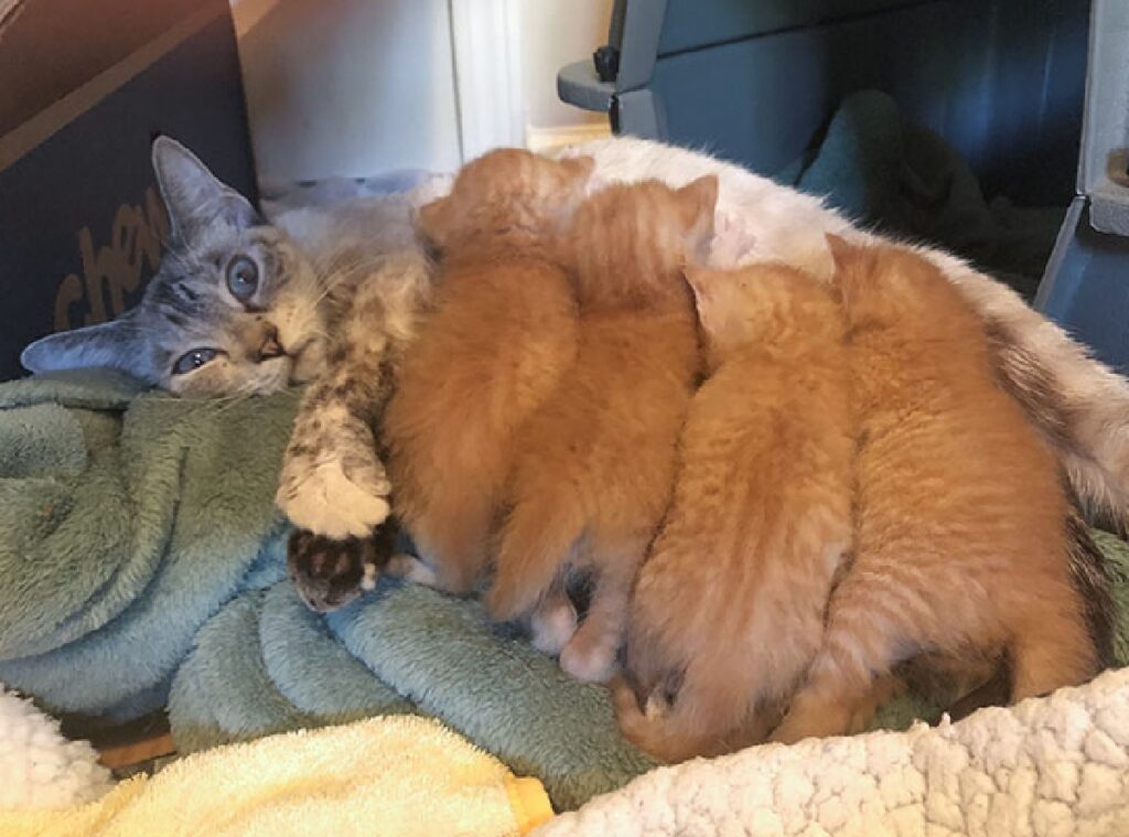 mamma gatta allattamento fase 