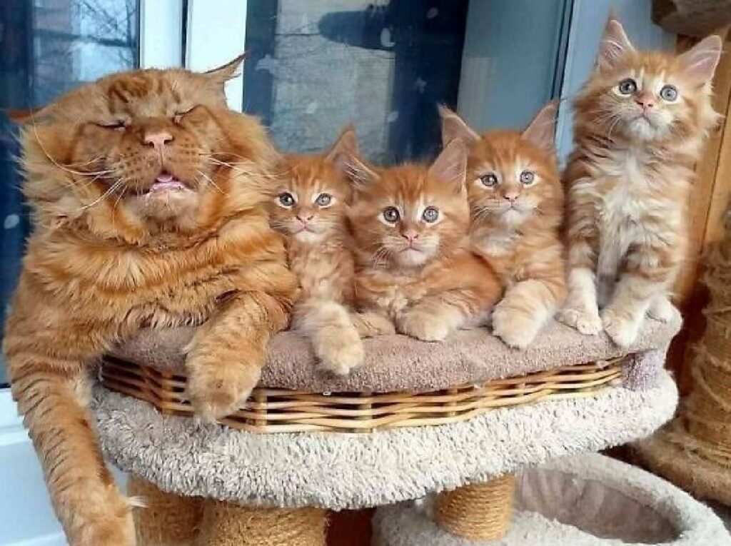 papà gatto non ce la fa più
