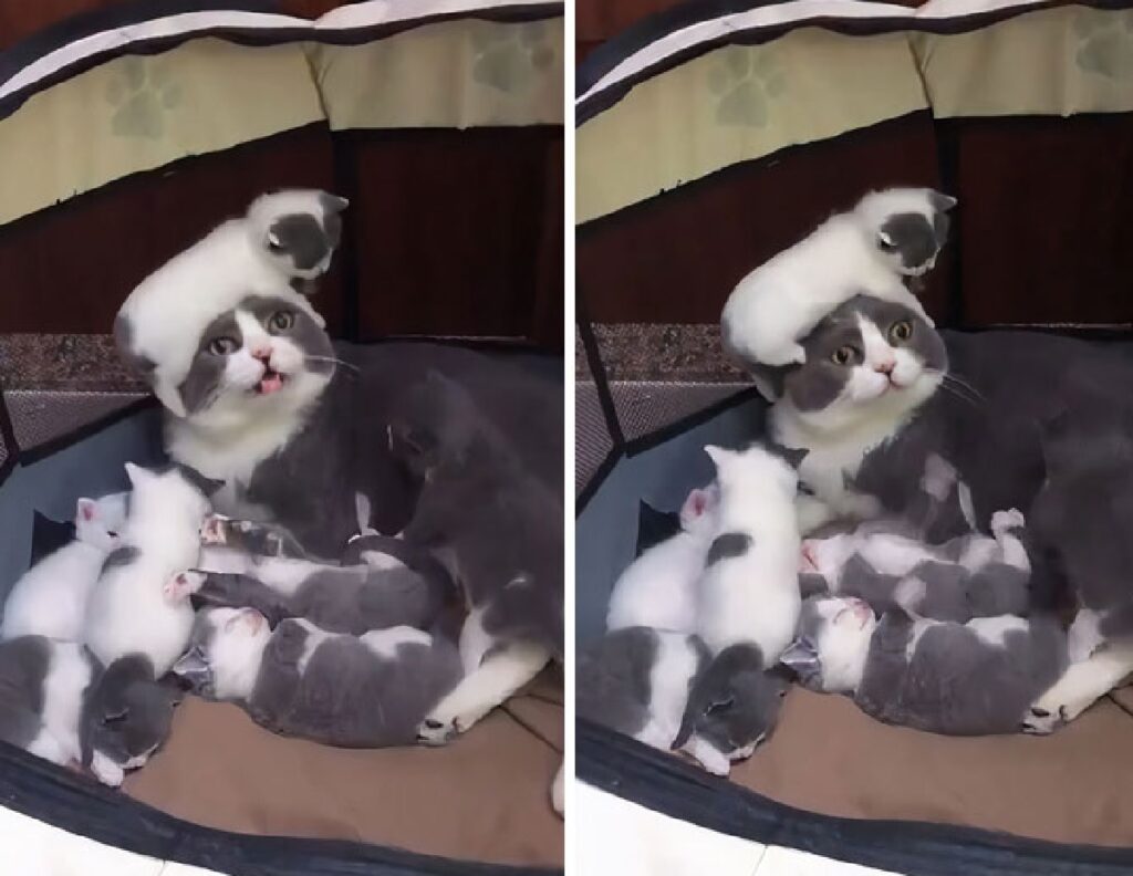 gatti sulla testa mamma