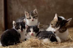 8 foto di gatti che sono diventati genitori, inizia per loro una lunga, tortuosa, ma soddisfacente avventura