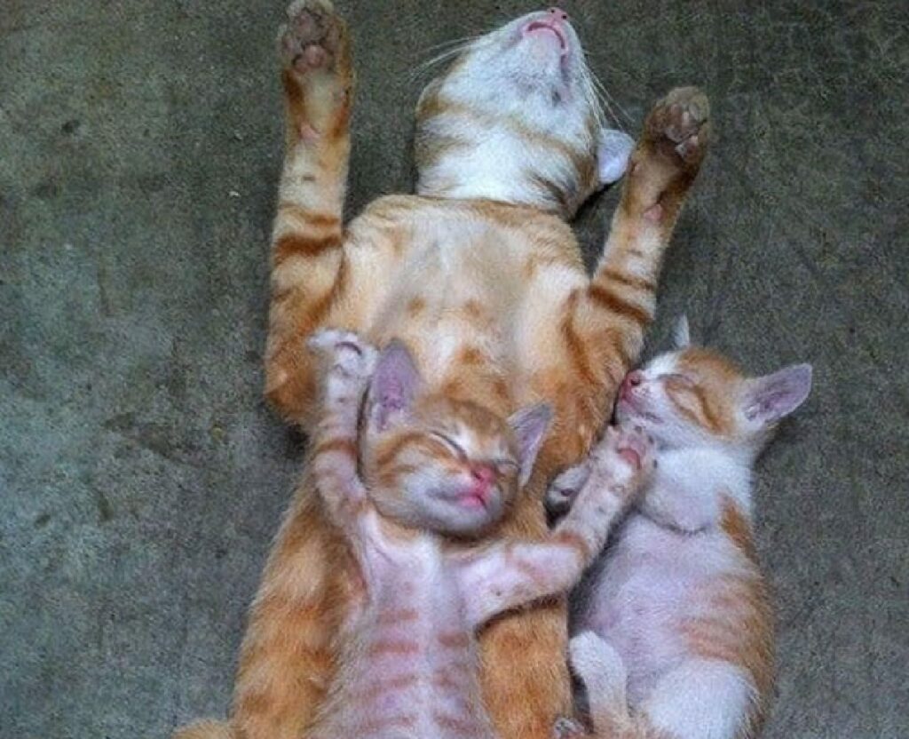 gatti riposano come mamma