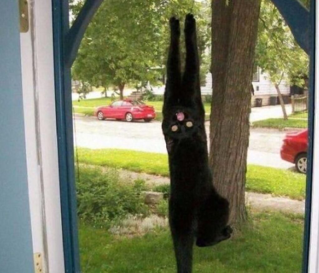 gatto nero su zanzariera
