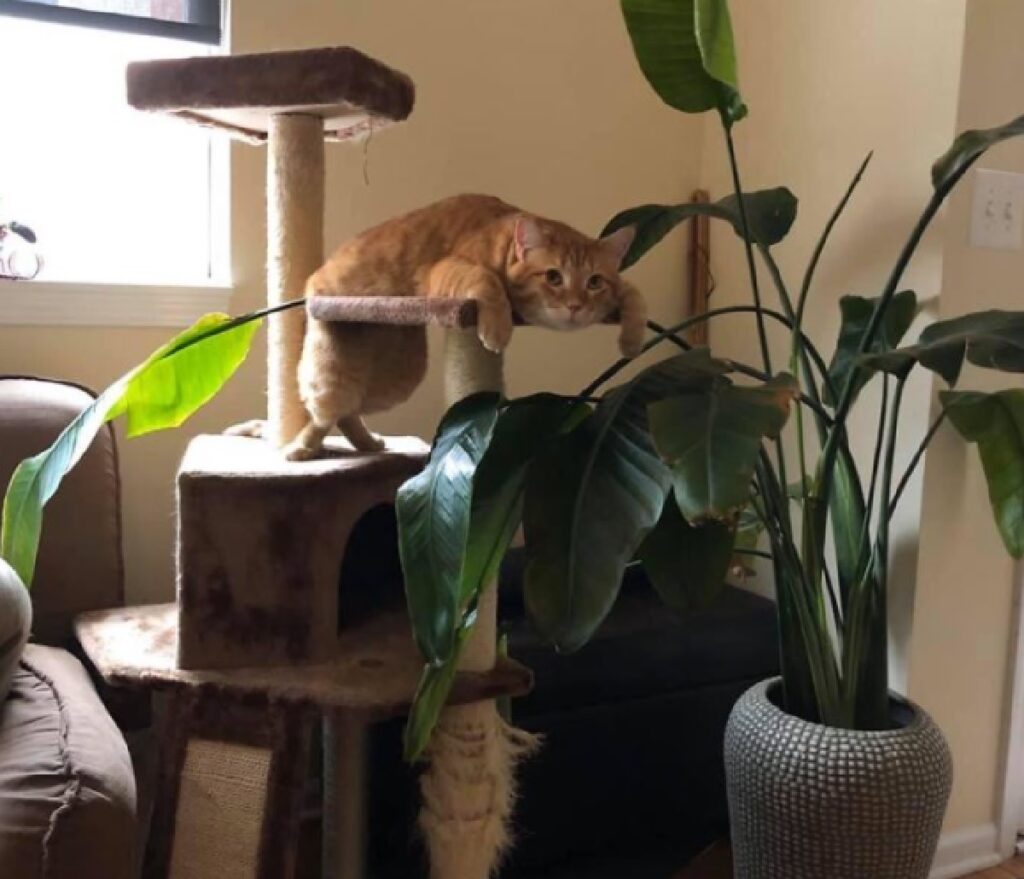 gatto rosso tra le piante