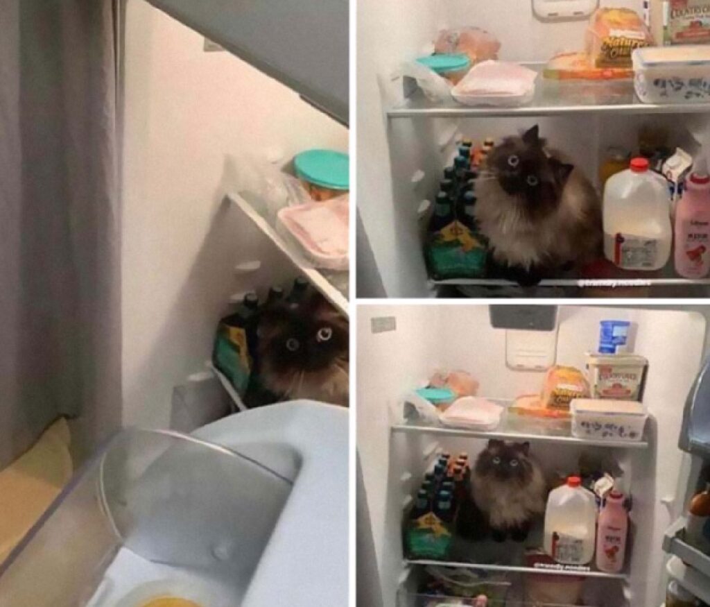 gatto siamese dentro frigo 