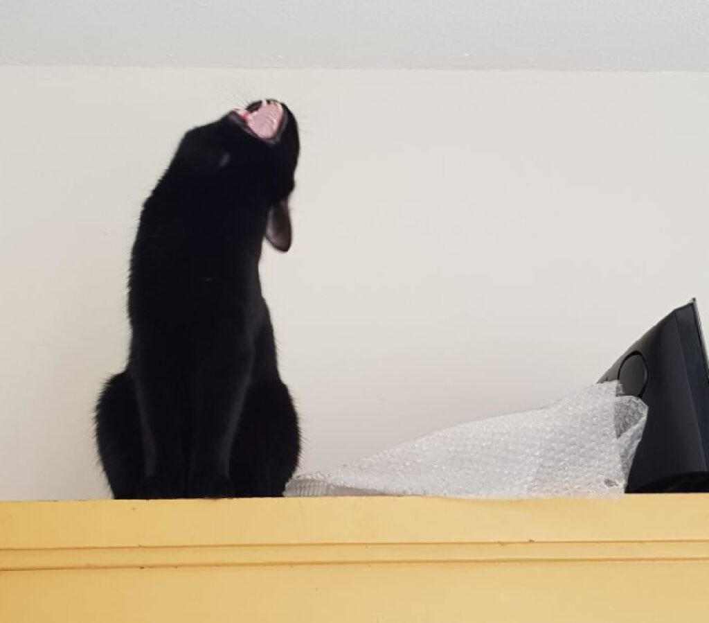 gatto nero apre bocca 