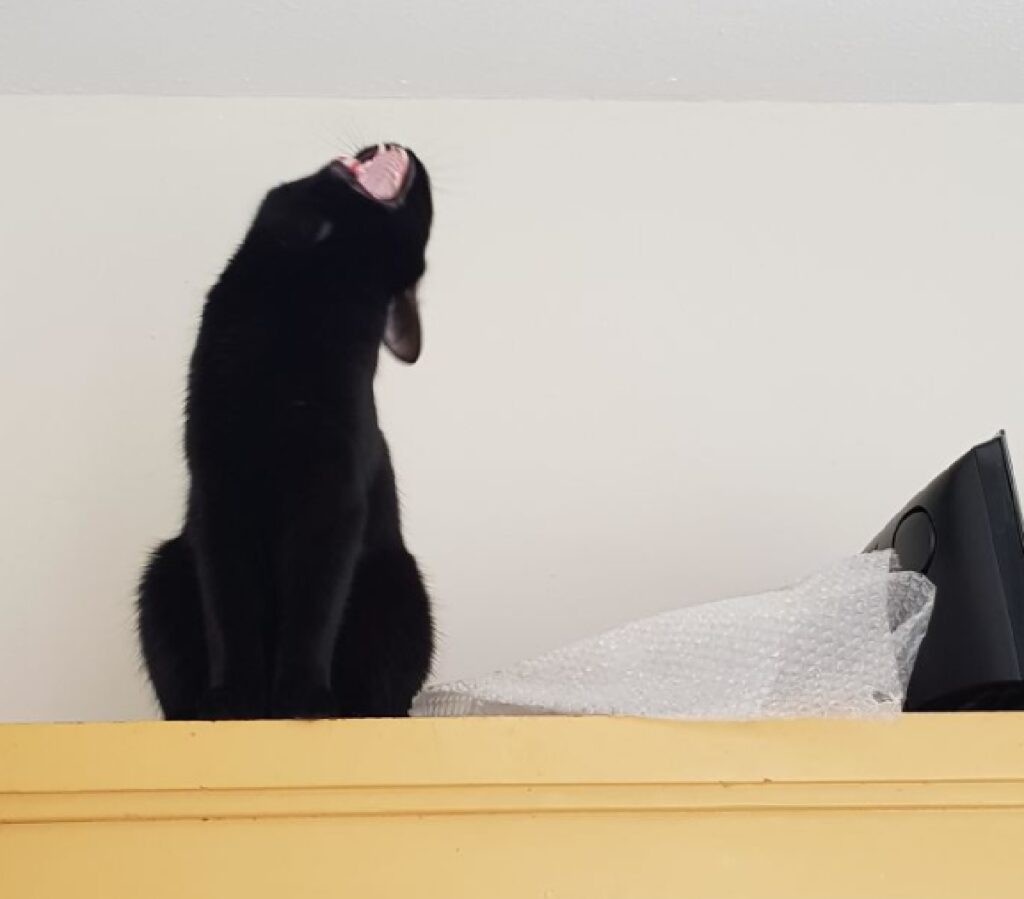 gatto nero apre bocca