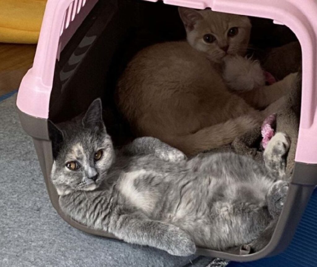 gatto dentro cuccetta