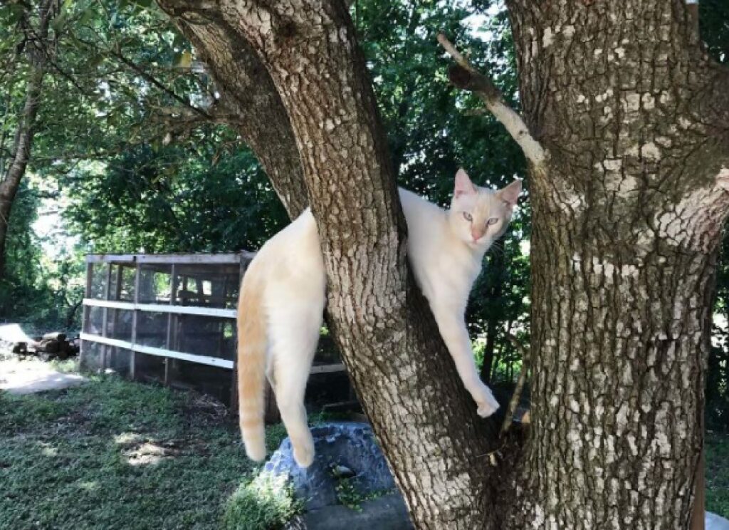 gatto bianco sembra incastrato 