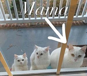 Ally la gatta che, insieme ai suoi cuccioli, ha deciso di lasciare la vita da randagia