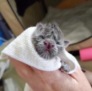 Bonsai, la gattina nata con un nasino particolare
