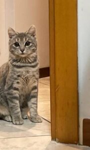 Chanel e Coco, le gattine che cercano casa