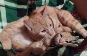 Dakota e Ketchup, i gattini inseparabili sono alla ricerca di un’adozione del cuore