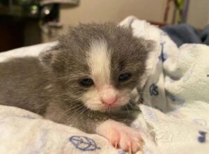 Delilah, la gattina salvata a 16 giorni di vita