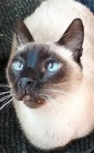 Dido, il gattino dagli occhi azzurri è alla ricerca di una famiglia