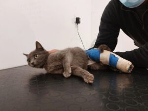 Eli, la gattina recuperata in strada con una brutta frattura