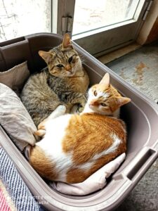Enzino e Bionda, i gatti che cercano un’adozione di coppia