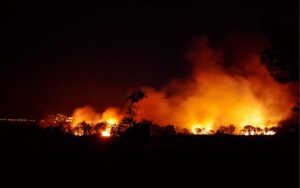 Tre sconosciuti aiutano a salvare 86 gatti e un coniglio da un incendio