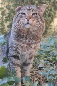 Fritz, il gattino recuperato dalla strada è alla ricerca di un’adozione per la vita