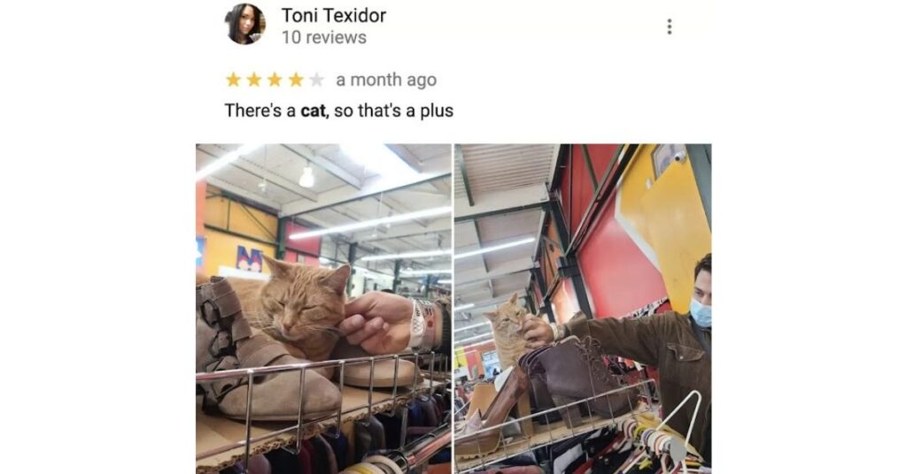 Una donna trova un cappello di pelliccia vintage che in realtà è il gatto del proprietario del negozio