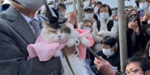 Un gatto diventa sacerdote di un santuario in Giappone con una cerimonia ad hoc