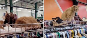 Una donna trova un cappello di pelliccia vintage che in realtà è il gatto del proprietario del negozio
